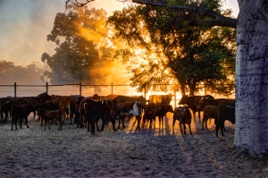 Cattle in Morning Sun by Andrew Kikeros