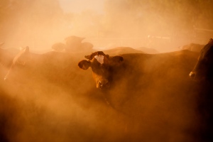 Cow in dust by Bewlley