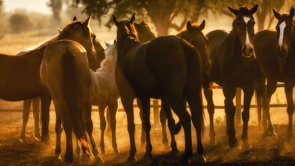 Horses in dust by Bewlley
