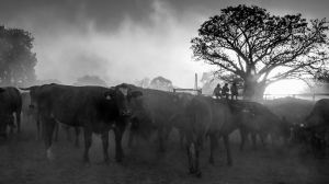 Rachel Dillon - Cattle Yard Dust