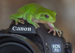 Kimberley green frogs by Tc Nguyen